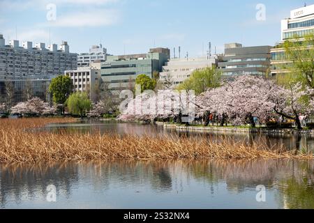 A beautiful lake nestled cozily among vibrant cherry blossom trees within a serene park, accompanied by city buildings in the background Stock Photo