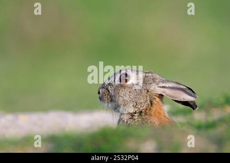 European rabbit / common rabbit (Oryctolagus cuniculus) sitting in entrance to warren in pasture in spring Stock Photo