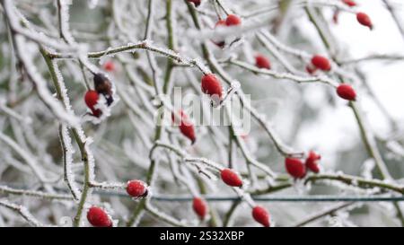 Rose hips covered with hoarfrost in the winter. Stock Photo