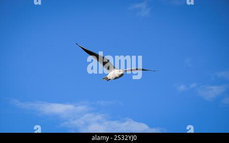 A single seagull soaring against a vibrant blue sky. Stock Photo
