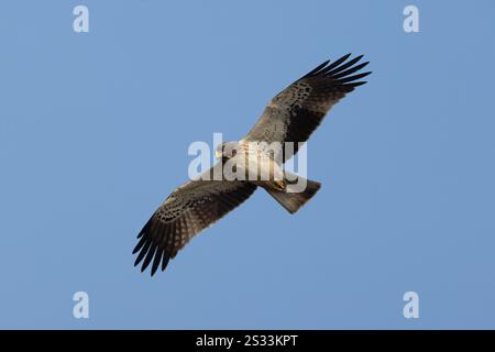 Booted Eagle iin flight (pale morph) Stock Photo