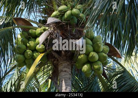 Close up of fresh green coconuts hanging high on a palm tree in Miami, Florida on a sunny summer day. Stock Photo