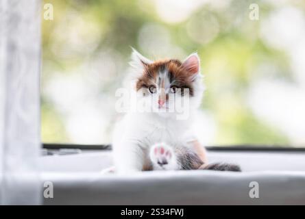 cute little kitten sitting on windowsill washing fluffy paws Stock Photo