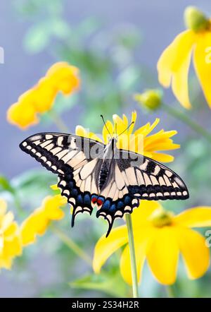 Macro of an Oregon Swallowtail (papilio bairdii oregonius) butterfly amongst yellow garden flowers - wings open Stock Photo