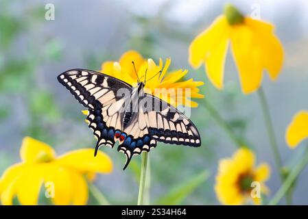 Macro of an Oregon Swallowtail (papilio bairdii oregonius) butterfly amongst yellow garden flowers - wings open Stock Photo