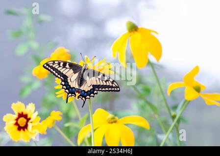 Macro of an Oregon Swallowtail (papilio bairdii oregonius) butterfly amongst yellow garden flowers - wings open Stock Photo