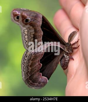 Macro of a male (dark) promethea moth (callosamia promethea ) resting on a hand - side view Stock Photo