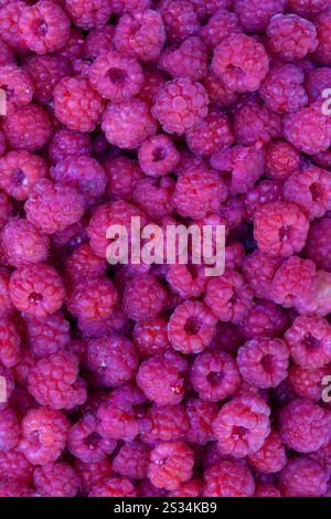 Raspberry, Rubus idaeus, ripe berries, fruits, Vaermland, Sweden Stock Photo