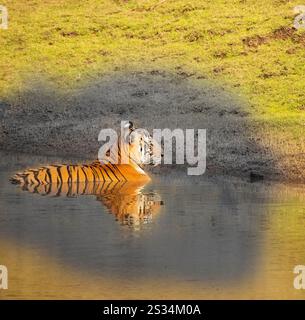 Tiger, Panthera tigris in Kabini. Nagarahole National Park, India Stock Photo