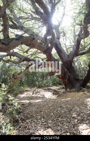 Sunlit Ancient Tree with Sprawling Branches Stock Photo