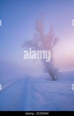 Path with tree in winter landscape with snow at dawn, Bavaria, Germany Stock Photo