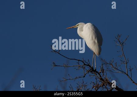 A great egret (Ardea alba) perched in a tree in a park in Kanagawa, Japan. Stock Photo