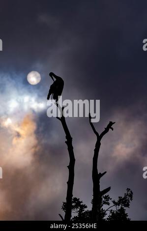 White stork, stork sitting on branch with full moon and dramatic cloudy sky, preening feathers, stork village, UNESCO biosphere reserve, Spreewald, lo Stock Photo