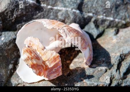 A shell is laying on a rock. The shell is white and has a brown pattern. The rock is grey and has a rough texture. The scene is peaceful and serene Stock Photo