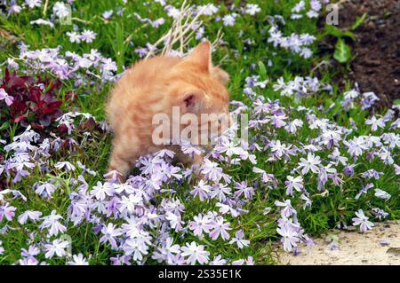 A kitten is sniffing the flowers in a garden. The flowers are purple and the kitten is orange Stock Photo