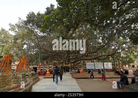The branches of the sacred Bodhi Tree, under which Gautama Buddha was enlightened, span across the entire western perimeter of the Mahabodhi Temple Stock Photo