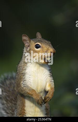Grey squirrel (Sciurus carolinensis) adult animal with a Hazel tree nut in its mouth in the autumn, England, United Kingdom, Europe Stock Photo