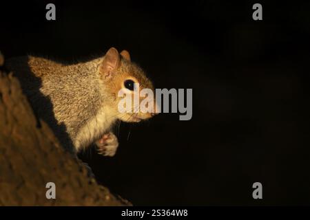 Grey squirrel (Sciurus carolinensis) adult animal on a tree trunk, England, United Kingdom, Europe Stock Photo