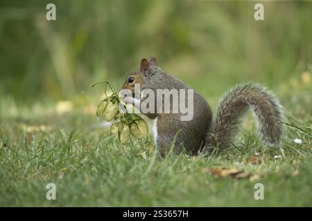 Grey squirrel (Sciurus carolinensis) adult animal feeding on seeds from a Sycamore tree on a garden grass lawn in the summer, England, United Kingdom Stock Photo