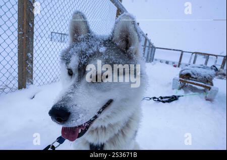 July 15, 2023, Husavik, Iceland: A huskie poses in a courtyard prior to departure to travel across a tundra located near a sled dog training shelter in Husavik. Sled dog rides offer a truly remarkable experience to explore the winter landscapes of the northern part of the country. Using mainly trained Siberian Huskies which are known for their resistance to cold and their ability to travel long distances, visitors can enjoy a thrilling ride across the snowy tundra. Led by local experts, these excursions not only let travelers admire the natural beauty of the region, but also interact with the Stock Photo