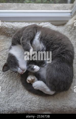 Sleeping, dreaming cat lying on a sheepskin, Mecklenburg-Vorpommern, Germany, Europe Stock Photo