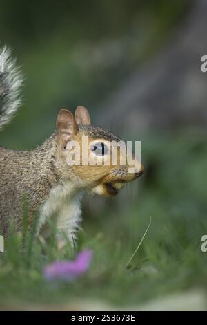 Grey squirrel (Sciurus carolinensis) adult animal with a Hazel tree nut in its mouth in the autumn, England, United Kingdom, Europe Stock Photo