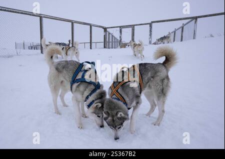 July 15, 2023, Husavik, Iceland: Huskies are seen interacting in a fenced yard next to a sled dog training center in Husavik. Sled dog rides offer a truly remarkable experience to explore the winter landscapes of the northern part of the country. Using mainly trained Siberian Huskies which are known for their resistance to cold and their ability to travel long distances, visitors can enjoy a thrilling ride across the snowy tundra. Led by local experts, these excursions not only let travelers admire the natural beauty of the region, but also interact with the dogs, learning more about their tra Stock Photo