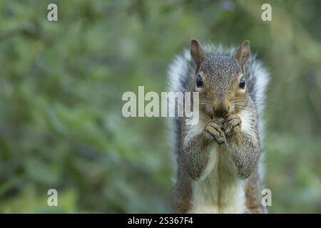 Grey squirrel (Sciurus carolinensis) adult animal feeding on a Hazel tree nut in the autumn, England, United Kingdom, Europe Stock Photo