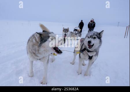 July 15, 2023, Husavik, Iceland: A group of huskies are seen resting during a sled dog trek across a tundra located in the Husavik. Sled dog rides offer a truly remarkable experience to explore the winter landscapes of the northern part of the country. Using mainly trained Siberian Huskies which are known for their resistance to cold and their ability to travel long distances, visitors can enjoy a thrilling ride across the snowy tundra. Led by local experts, these excursions not only let travelers admire the natural beauty of the region, but also interact with the dogs, learning more about the Stock Photo