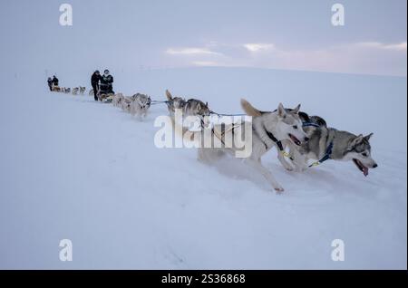 July 15, 2023, Husavik, Iceland: A group of huskies are seen running during a sled dog trek across a tundra located in the Husavik. Sled dog rides offer a truly remarkable experience to explore the winter landscapes of the northern part of the country. Using mainly trained Siberian Huskies which are known for their resistance to cold and their ability to travel long distances, visitors can enjoy a thrilling ride across the snowy tundra. Led by local experts, these excursions not only let travelers admire the natural beauty of the region, but also interact with the dogs, learning more about the Stock Photo