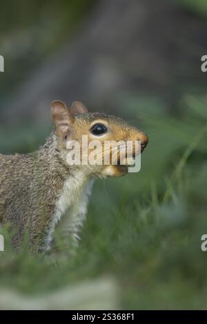Grey squirrel (Sciurus carolinensis) adult animal with a Hazel tree nut in its mouth in the autumn, England, United Kingdom, Europe Stock Photo
