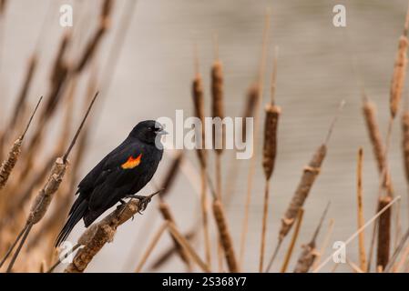 Red-Winged Blackbird Perched Among Reeds in a Serene Wetland Setting Stock Photo