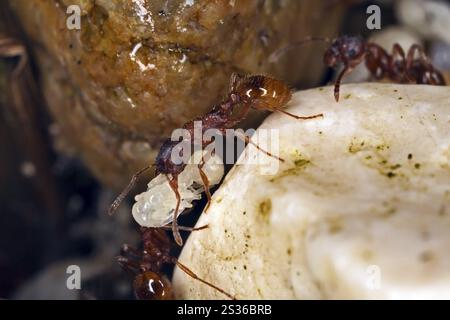 Myrmica rubra, red-yellow knotted ant Stock Photo