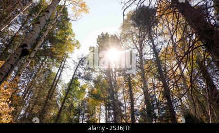 Aspen trees change colors in the fall in Colorado. Stock Photo