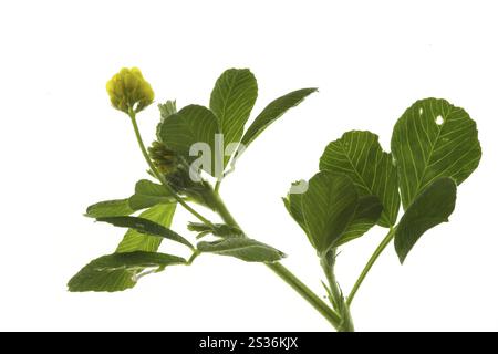 Trifolium dubium, thread clover, lesser hop trefoil Stock Photo