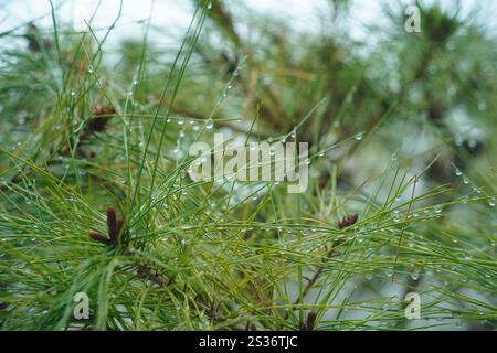 Water droplets on pine needles after the rain Stock Photo