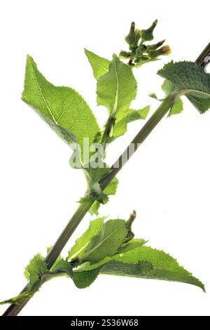 Sonchus asper, sharp-fringed sow thistle Stock Photo