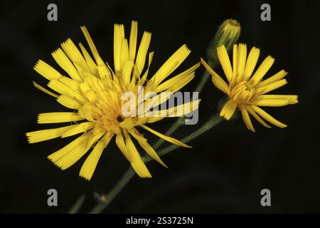 Forest hawkweed, Hieracium murorum syn. sylvaticum Stock Photo