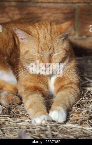Ginger orange red cat sleeping on the grass Stock Photo
