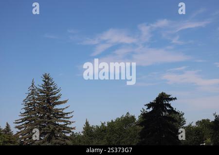 high thin clouds against deep blue sky above pines Stock Photo