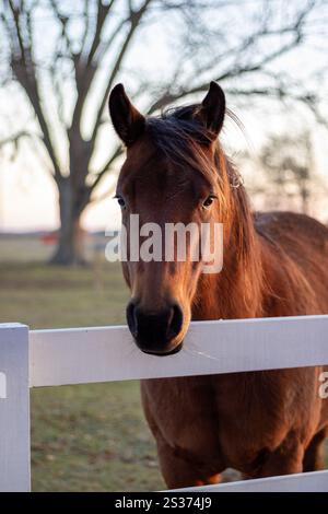 A beautiful brown horse peers over a white fence, its dark eyes filled with curiosity, set against a serene rural backdrop with trees and soft evening Stock Photo