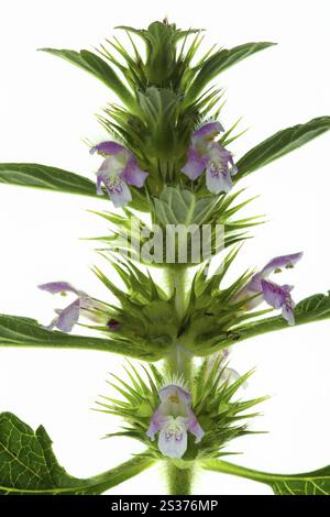 Galeopsis tetrahit, Common Hempnettle, Common Hempnettle Stock Photo