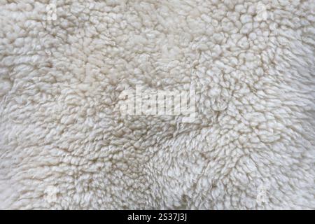 Sheep fur texture, white or gray animal patterns for nature background close up Stock Photo