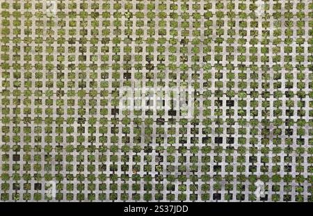 Geometric background of eco floor bricks and green grass. Eco parking texture. Floor stone tile with a rhomb hole for grass. Eco-friendly parking of c Stock Photo