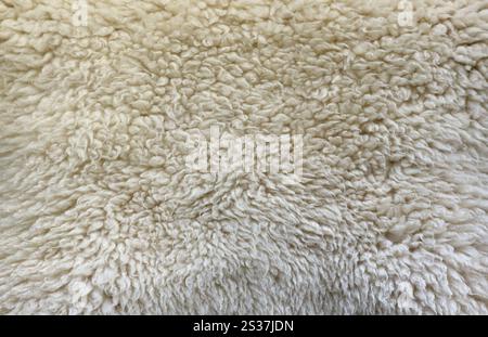 Sheep fur texture, white or gray animal patterns for nature background close up Stock Photo