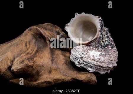 Angaria delphinus shell resting on a textured driftwood surface, captured with intricate details and set against a black background Stock Photo