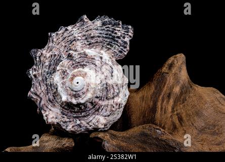 Angaria delphinus shell resting on a textured driftwood surface, captured with intricate details and set against a black background Stock Photo