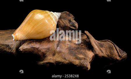 Close-up of a Laevistrombus canarium shell, resting on a textured driftwood surface, captured with intricate details and set against a black backgroun Stock Photo