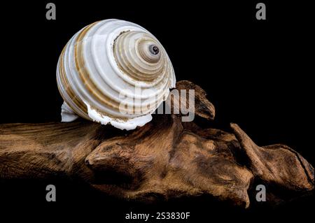 A close-up of a spiral seashell with intricate patterns and a glossy surface, resting on a piece of driftwood against a black background Stock Photo