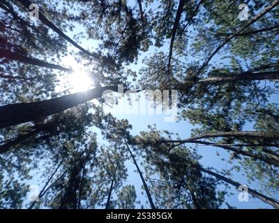 Pine trees canopy with the sun shining through the branches against a clear blue sky. Stock Photo